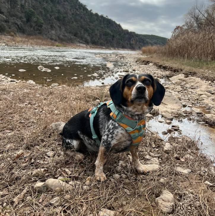 Un Border Beagle assis sur une surface herbacée et portant un harnais 