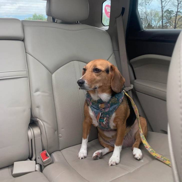 Un Border Beagle assis sur le siège d'une voiture et qui est tenu en laisse 