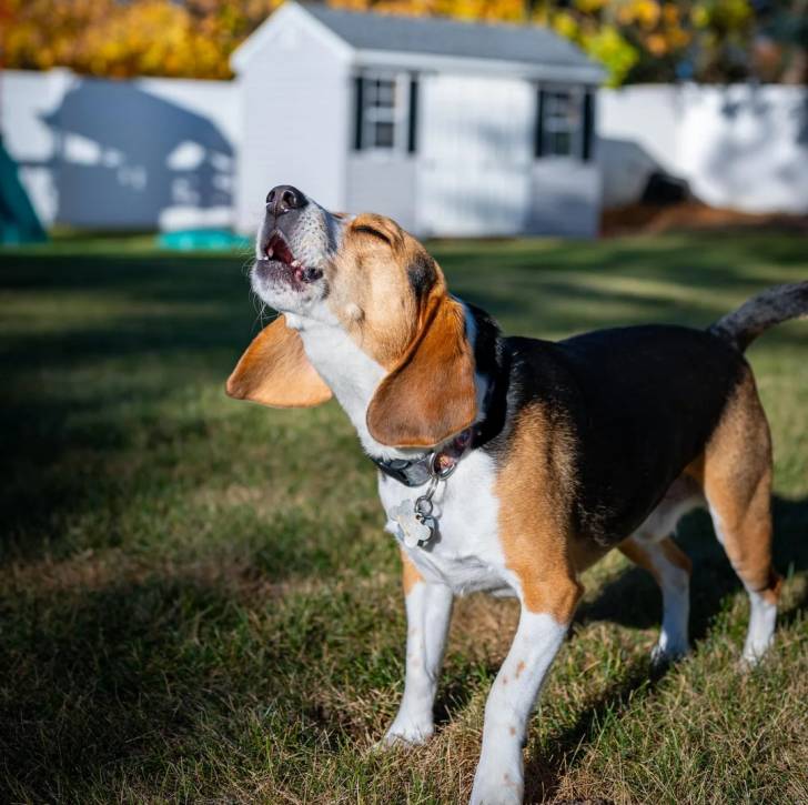 Un Border Beagle sur un terrain herbeux et portant un collier autour du cou
