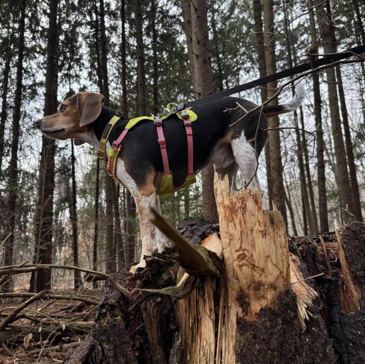 Un Border Beagle sur un tronc d'arbre et qui est tenu en laisse 