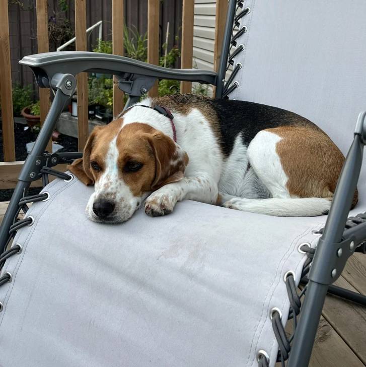 Un Border Beagle assis sur une chaise et portant un collier autour du cou