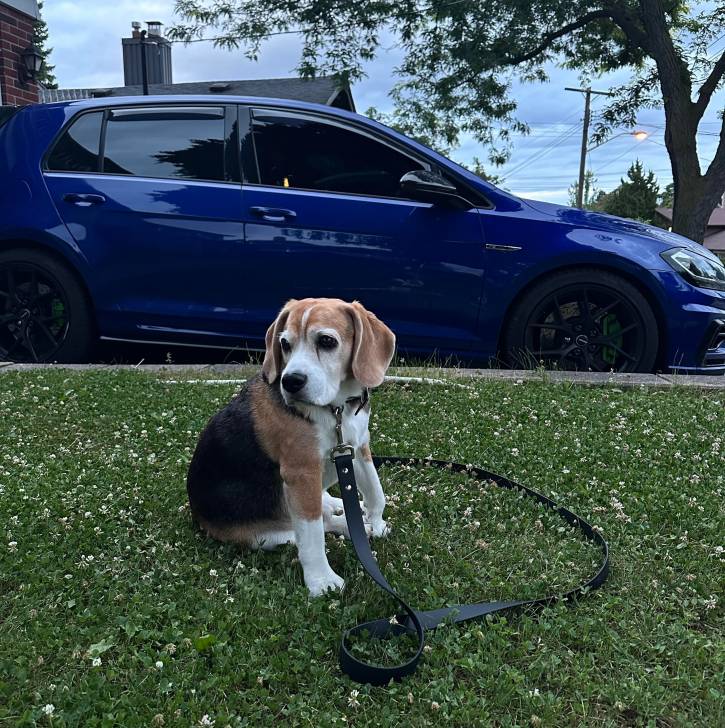 Un Border Beagle assis sur un terrain herbeux et qui est tenu en laisse 