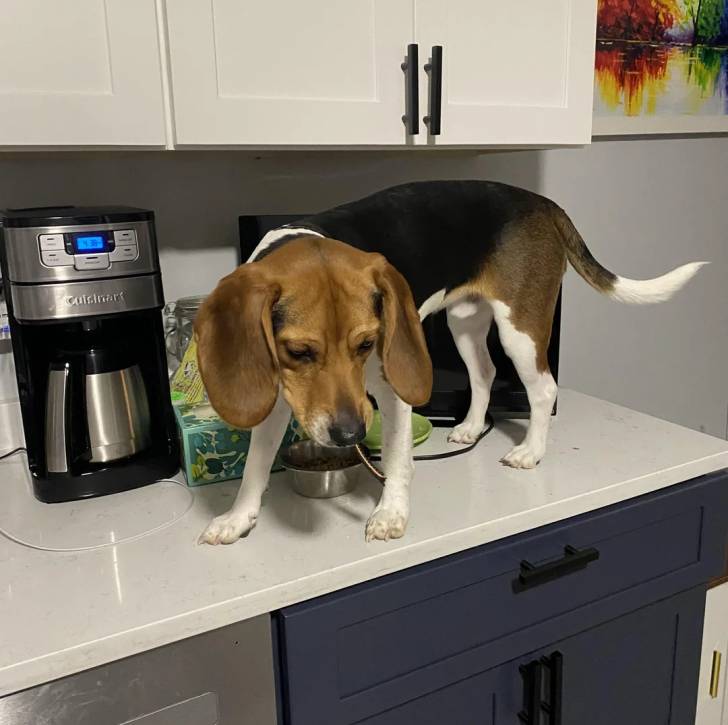 Un Border Beagle sur un plan de travail et qui est tenu en laisse 