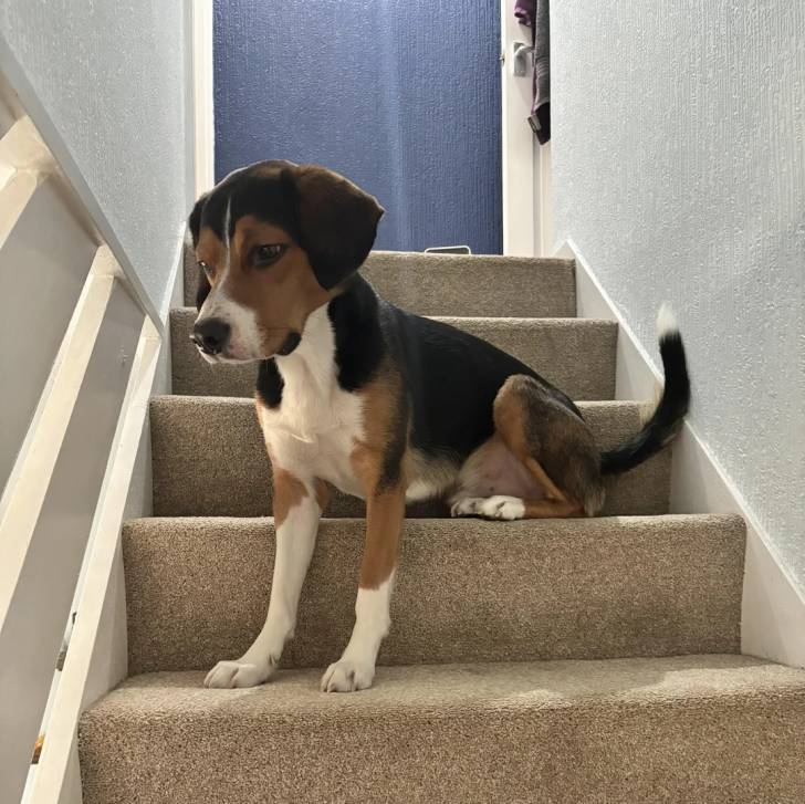 Un Border Beagle assis sur une marche d'escalier et semblant détendu 