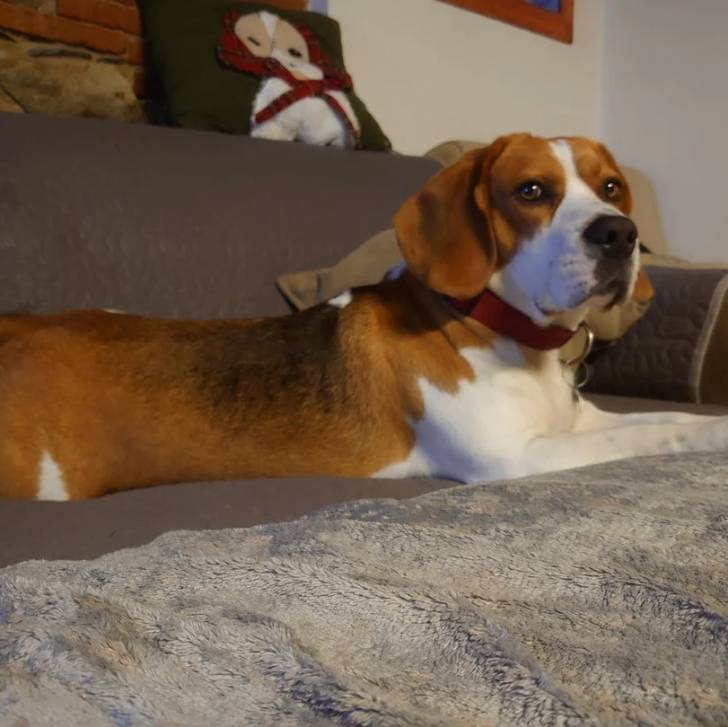 Un Border Beagle allongé sur un canapé et portant un collier autour du cou
