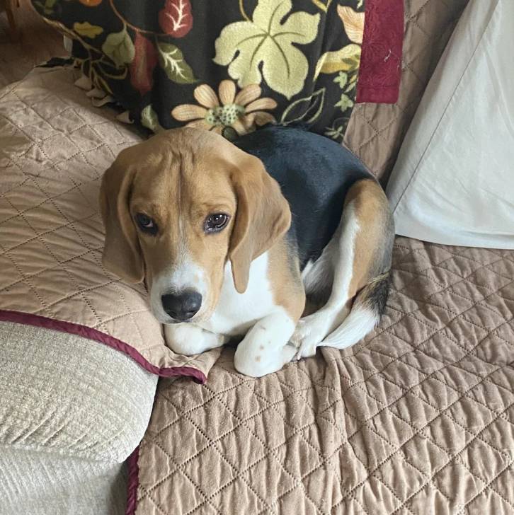 Un Border Beagle allongé sur un lit et semblant détendu