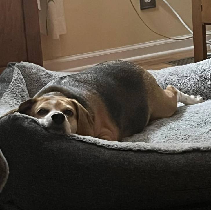 Un Border Beagle allongé dans un panier et semblant détendu 