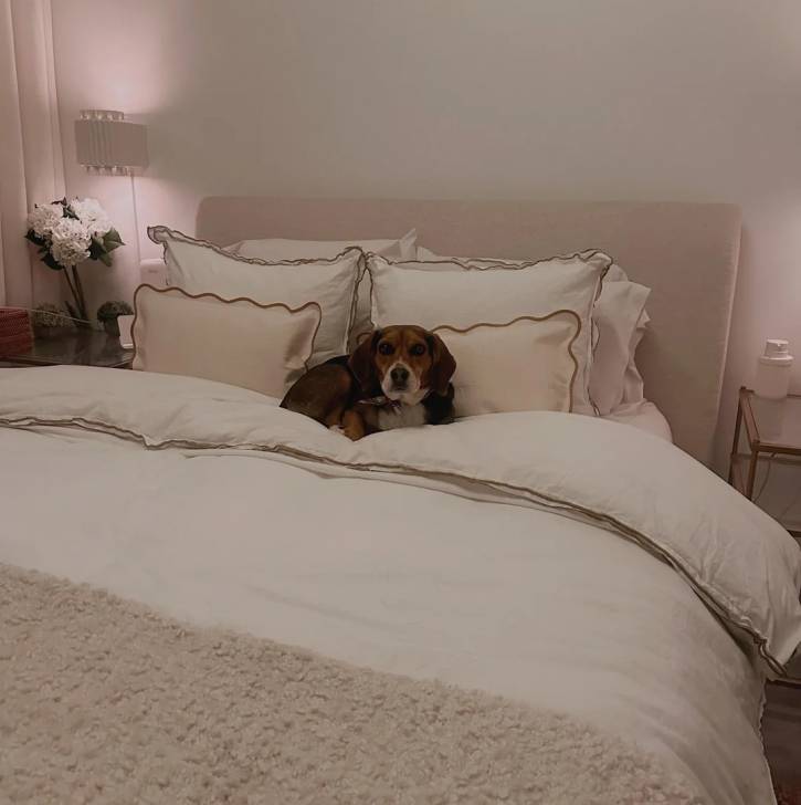 Un Border Beagle allongé sur un lit et portant un foulard autour du cou