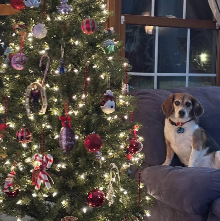 Un Border Beagle assis sur un canapé et portant un collier autour du cou