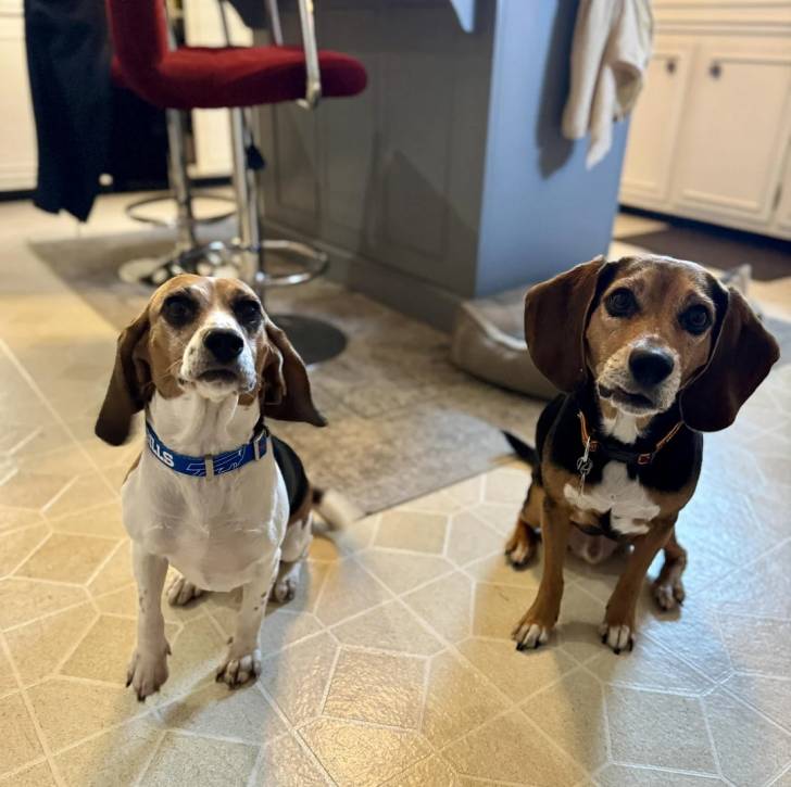Deux Border Beagle assis sur un sol carrelé et portant un collier autour de leurs cous 