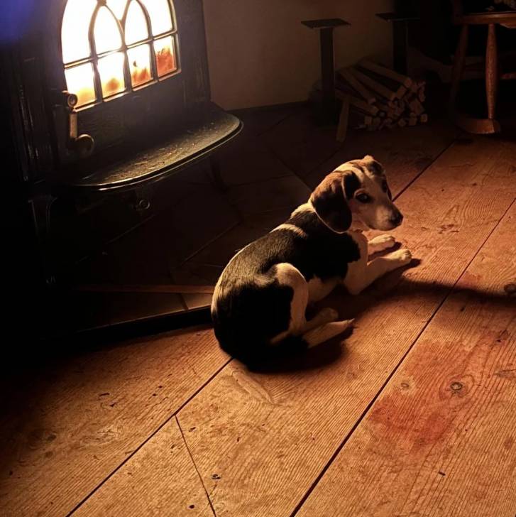 Un Border Beagle allongé sur un plancher et semblant détendu 
