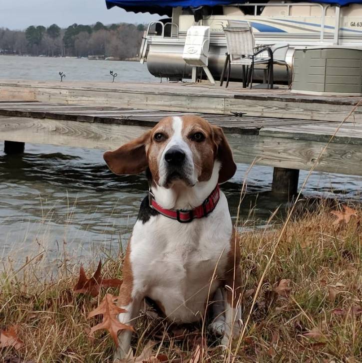Un Border Beagle assis sur un terrain herbeux et portant un collier autour du cou
