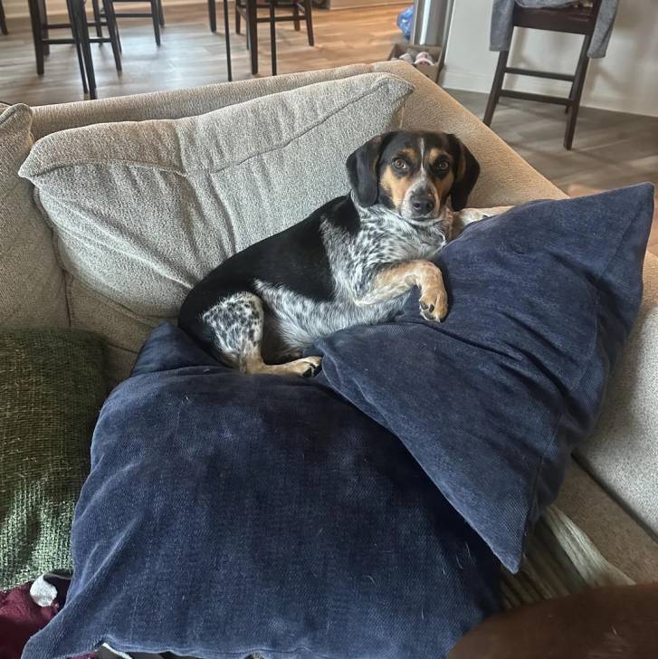 Un Border Beagle allongé sur un canapé et semblant détendu 