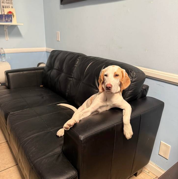 Un Border Beagle dans un fauteuil et semblant détendu 
