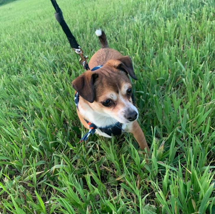 Un Border Beagle sur un terrain herbeux et qui est tenu en laisse 