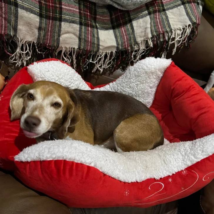 Un Border Beagle allongé dans un panier et portant un collier autour du cou