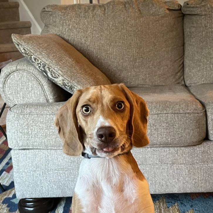 Un Border Beagle sur une moquette et portant un collier autour du cou