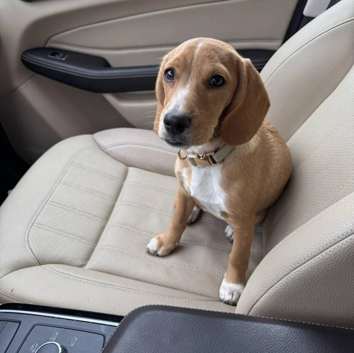 Un Border Beagle assis sur le siège d'une voiture et portant un collier autour du cou