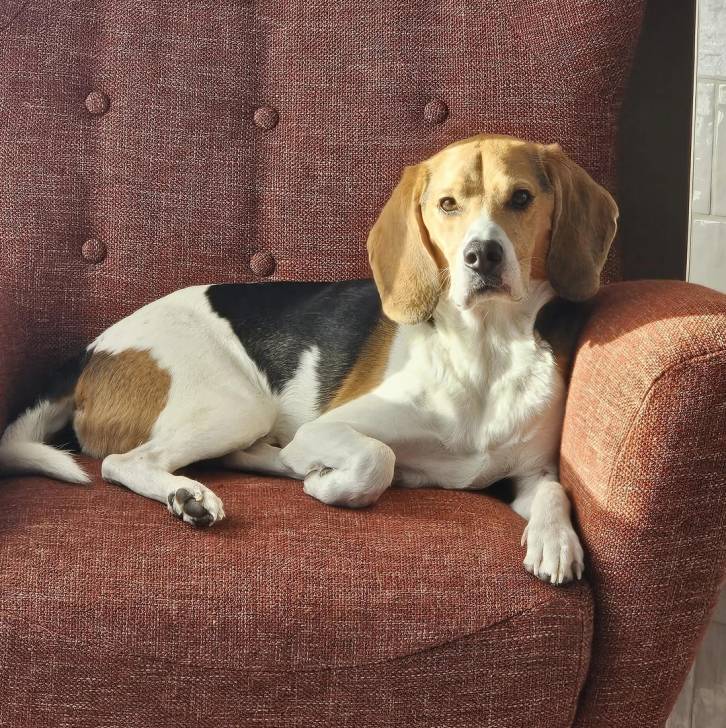 Un Border Beagle allongé sur un canapé et semblant détendu 