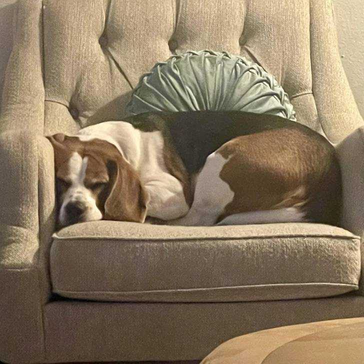 Un Border Beagle allongé sur un canapé et semblant dormir