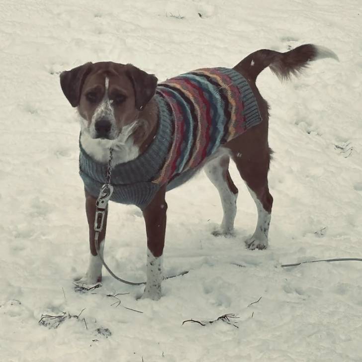 Un Border Beagle sur une surface enneigée et qui est tenu en laisse