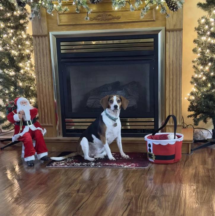 Un Border Beagle assis devant une cheminée et portant un collier autour du cou