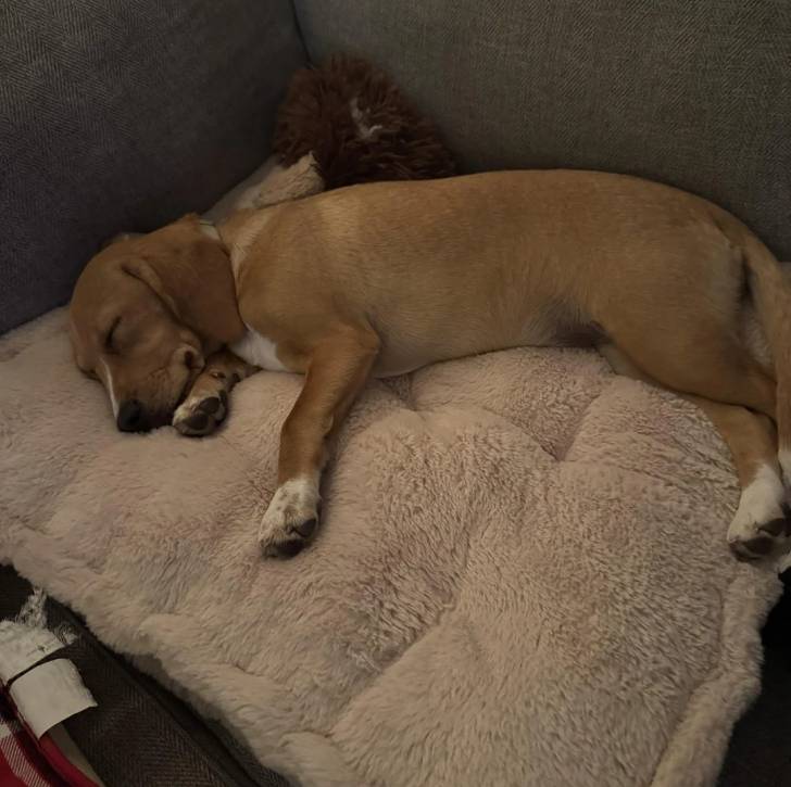 Un Border Beagle allongé sur un canapé et semblant dormir