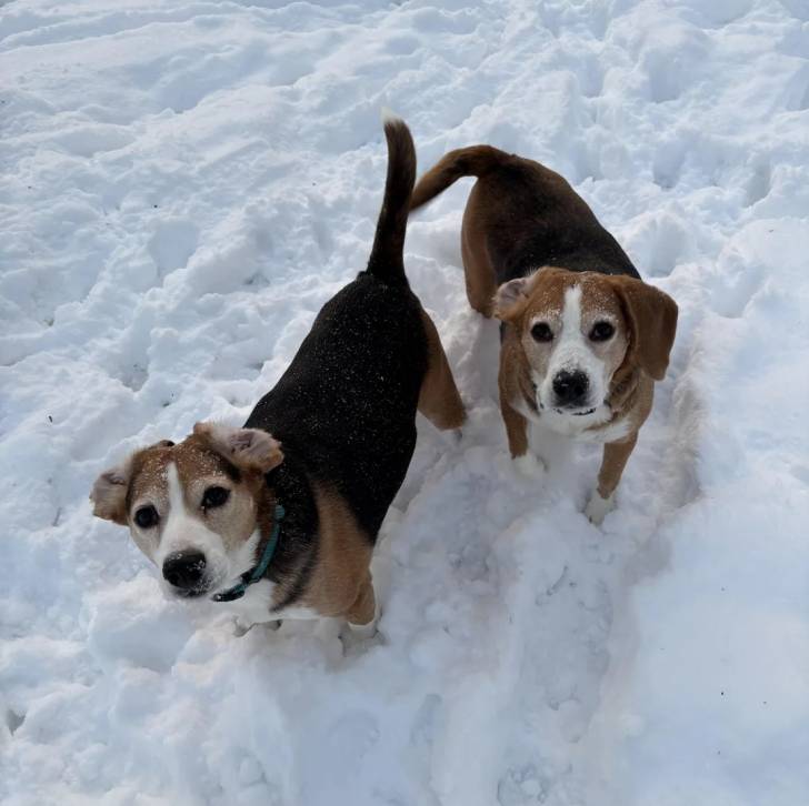 Deux Border Beagle sur une surface enneigée et portant un collier autour de leurs cous 