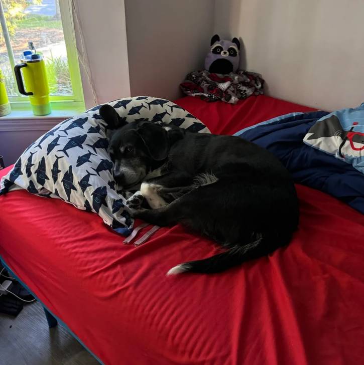 Un Border Beagle allongé sur un lit et regardant vers la caméra 