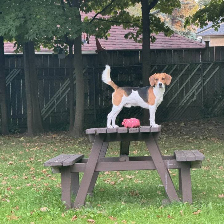 Un Border Beagle sur une table et regardant vers la caméra