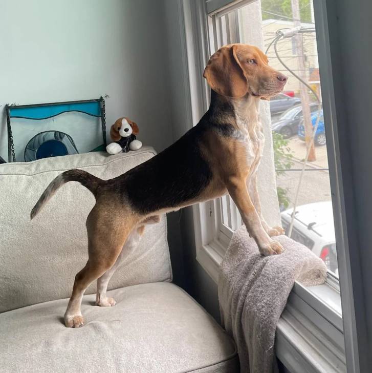 Un Border Beagle sur un canapé et regardant l'extérieur par une fenêtre