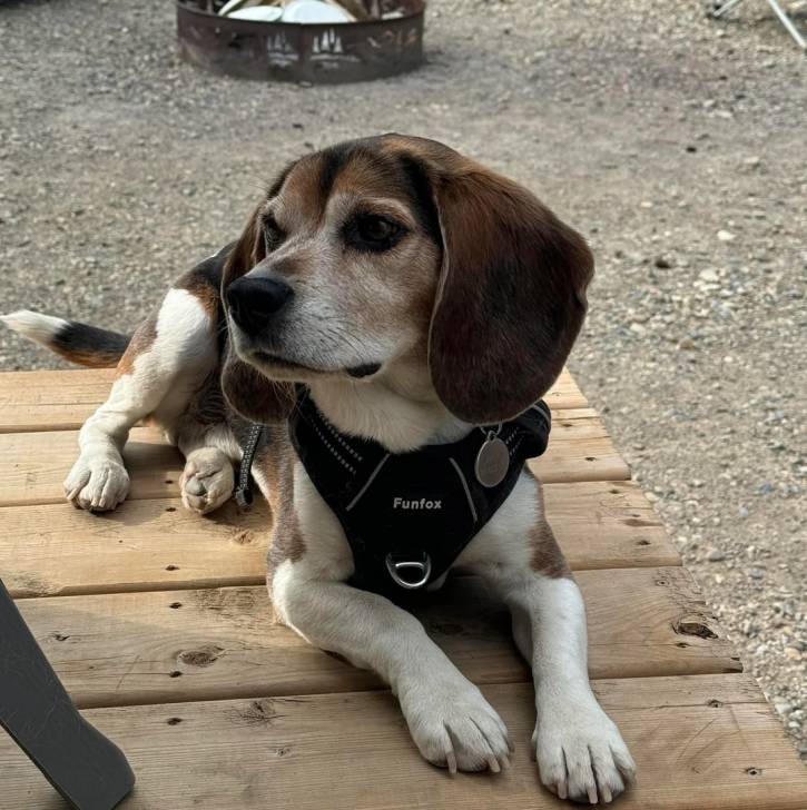 Un Border Beagle allongé et portant un harnais 
