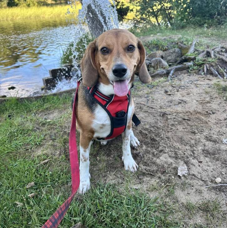 Un Border Beagle assis sur un terrain herbeux et qui est tenu en laisse 