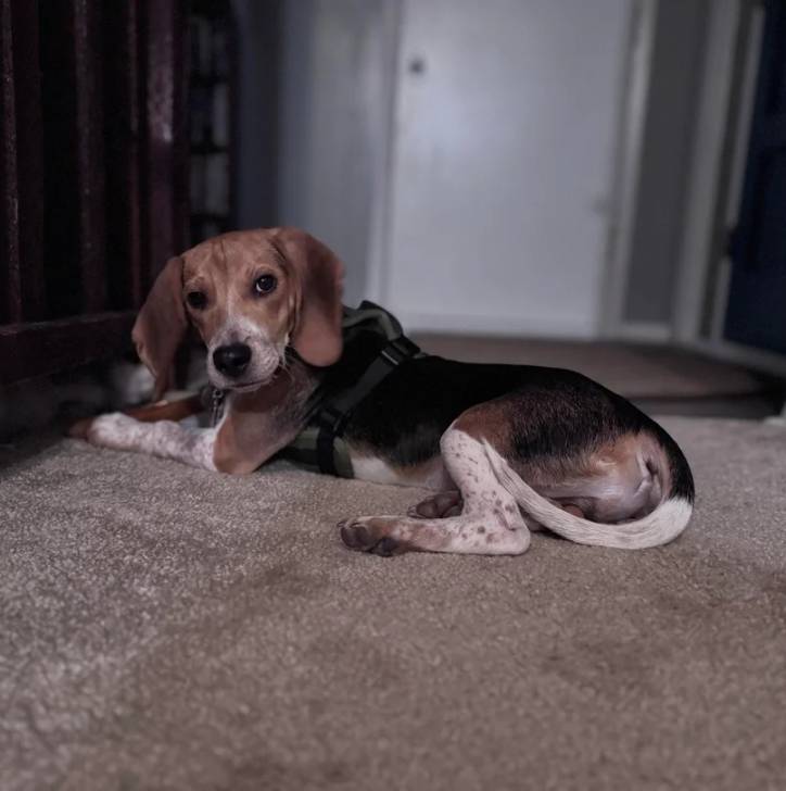 Un Border Beagle allongé sur une moquette et portant un harnais 