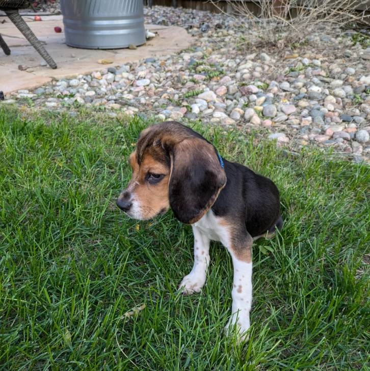 Un Border Beagle assis sur un terrain herbeux et semblant détendu