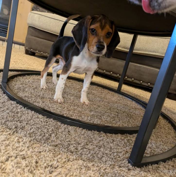 Un Border Beagle sur une moquette et regardant vers la caméra