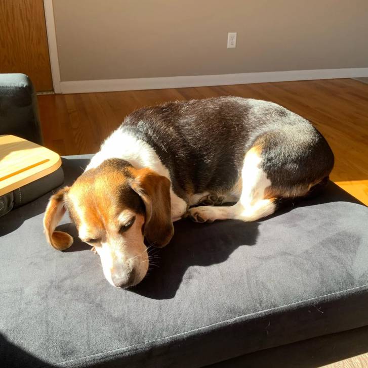 Un Border Beagle allongé sur un coussin et semblant détendu
