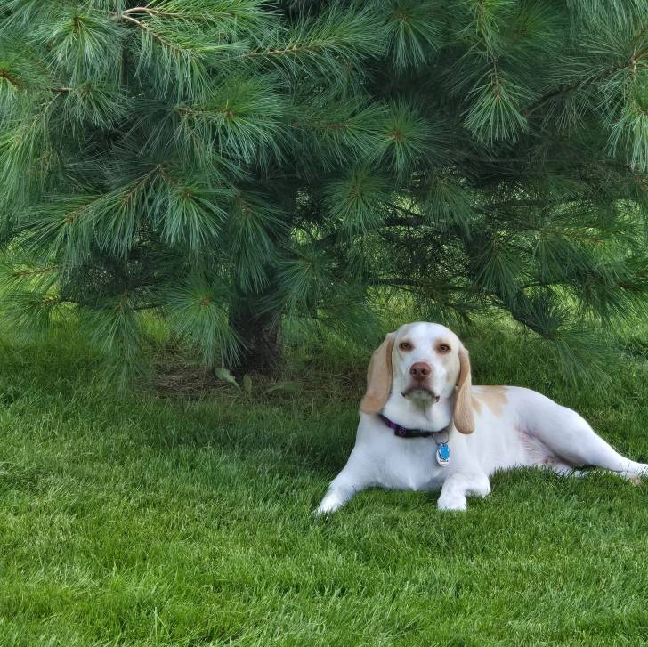 Un Border Beagle allongé sur un terrain herbeux et portant un collier autour du cou