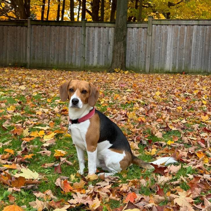 Un Border Beagle assis sur un sol jonchés de feuilles mortes et portant un collier autour du cou