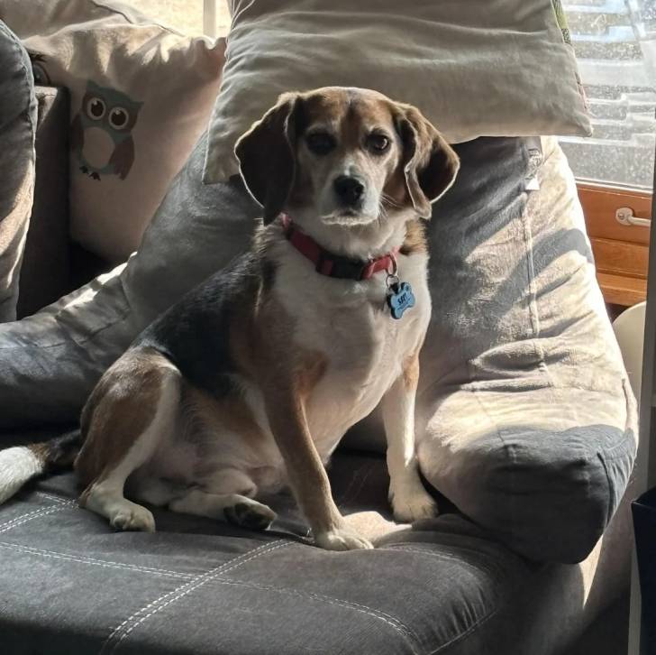 Un Border Beagle assis sur un canapé et portant un collier autour du cou