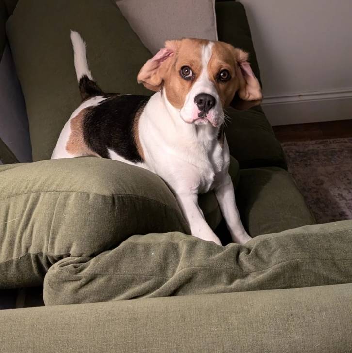 Un Border Beagle sur un canapé et semblant détendu
