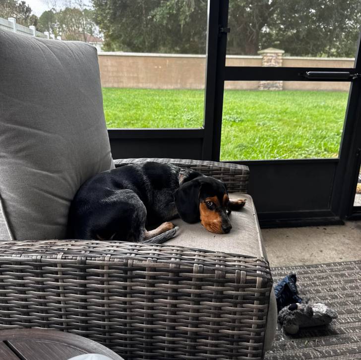 Un Border Beagle allongé sur un canapé et semblant détendu