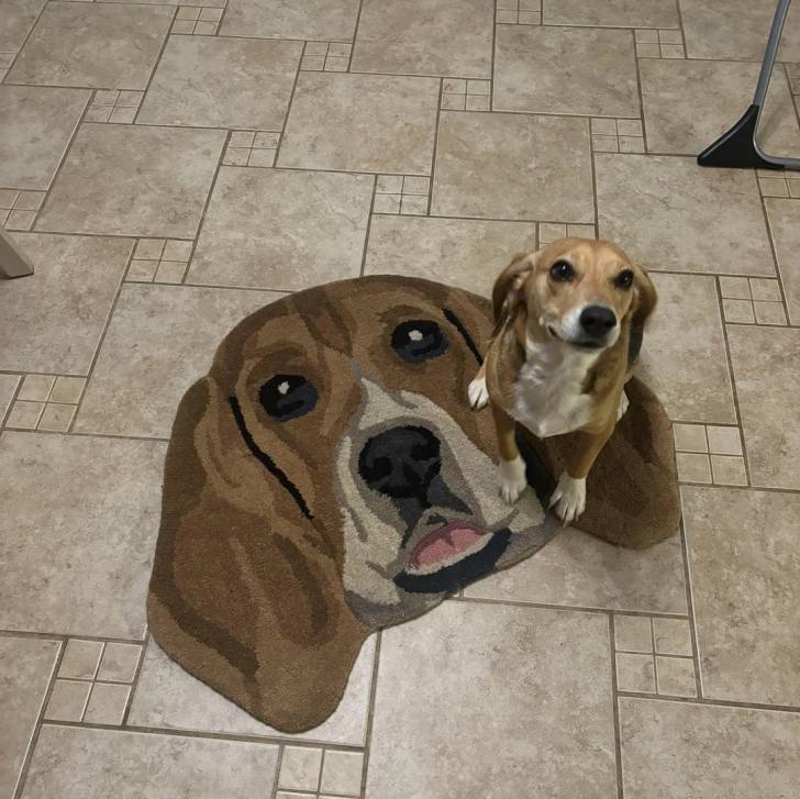 Un Border Beagle assis sur un sol carrelé et semblant détendu