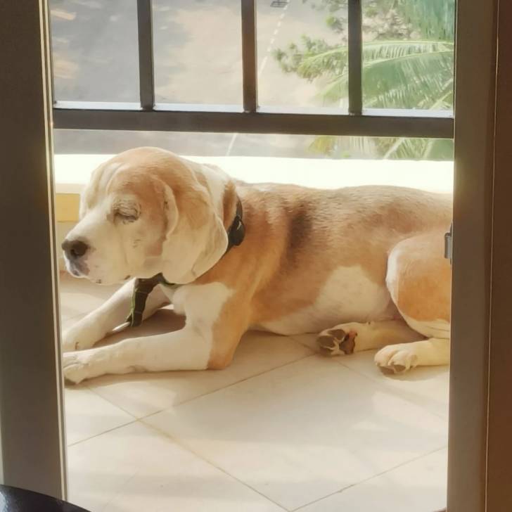 Un Border Beagle allongé sur un sol carrelé et portant un collier autour du cou