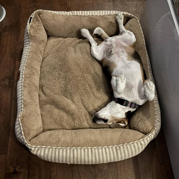Un Border Beagle allongé sur le dos dans un panier et portant un collier autour du cou