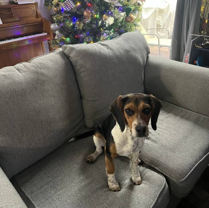 Un Border Beagle assis sur un canapé et regardant vers la caméra 