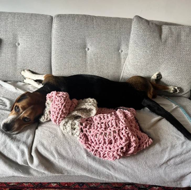 Un Border Beagle allongé sur un canapé et semblant détendu 