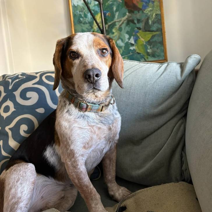 Un Border Beagle assis sur un canapé et portant un collier autour du cou