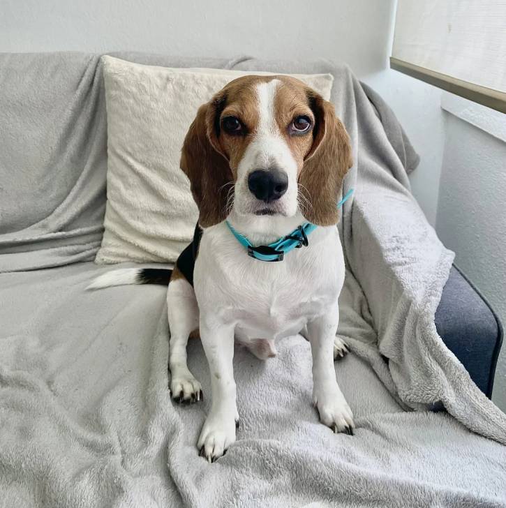 Un Border Beagle assis sur un canapé et portant un collier autour du cou