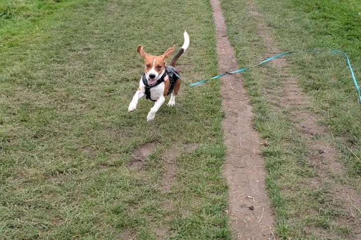 Un Border Beagle courant sur un terrain herbeux et qui est tenu en laisse 